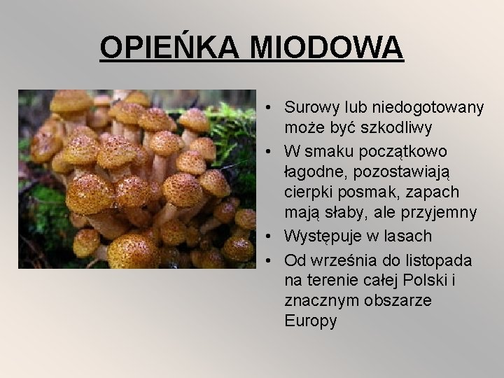 OPIEŃKA MIODOWA • Surowy lub niedogotowany może być szkodliwy • W smaku początkowo łagodne,