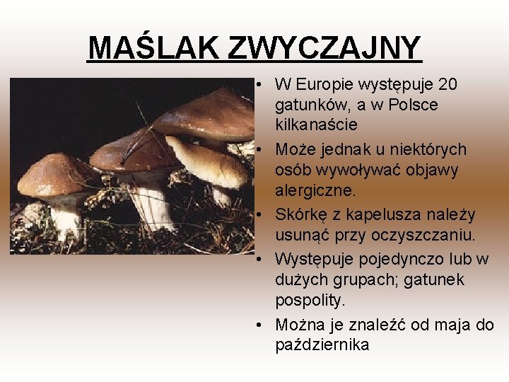 MAŚLAK ZWYCZAJNY • W Europie występuje 20 gatunków, a w Polsce kilkanaście • Może