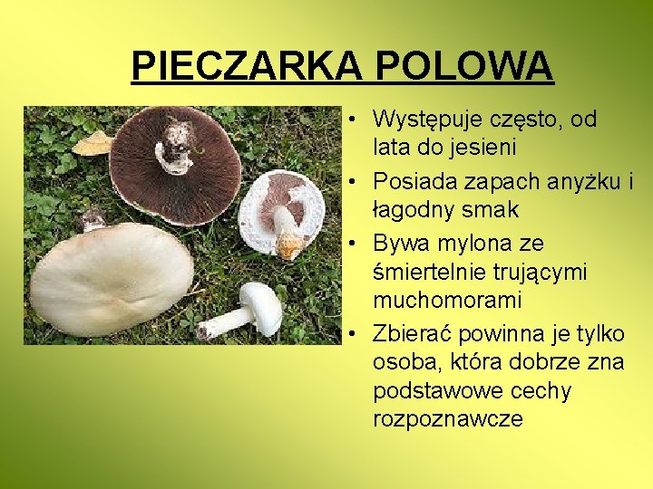 PIECZARKA POLOWA • Występuje często, od lata do jesieni • Posiada zapach anyżku i