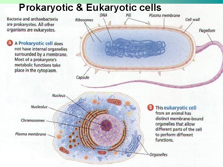 Prokaryotic & Eukaryotic cells 