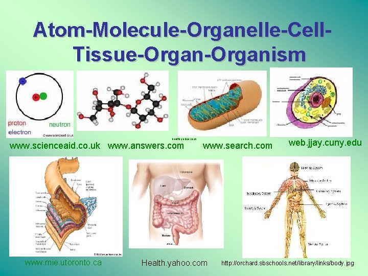 Atom-Molecule-Organelle-Cell. Tissue-Organism health. yahoo. com www. scienceaid. co. uk www. answers. com www. mie.