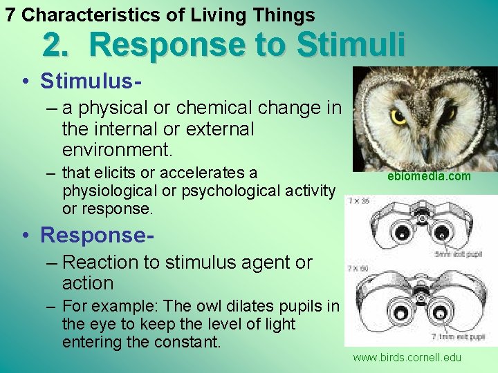 7 Characteristics of Living Things 2. Response to Stimuli • Stimulus– a physical or