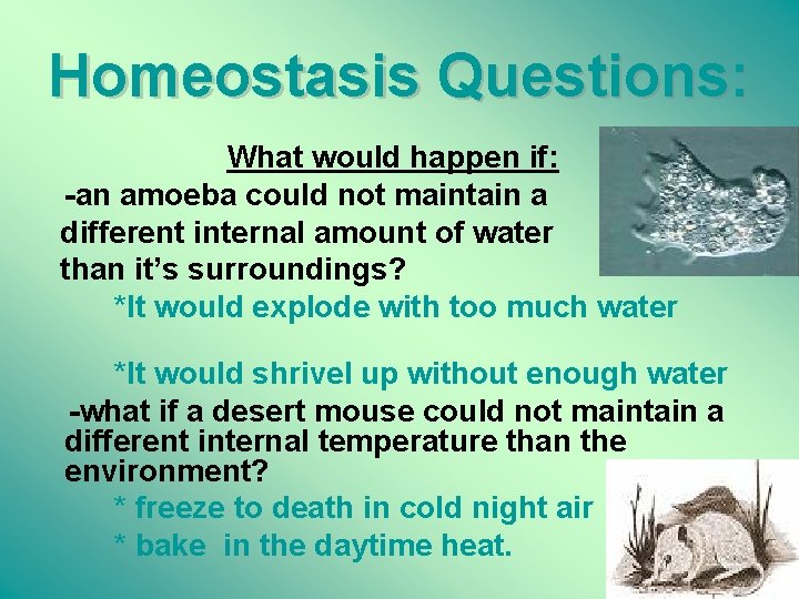 Homeostasis Questions: What would happen if: -an amoeba could not maintain a different internal