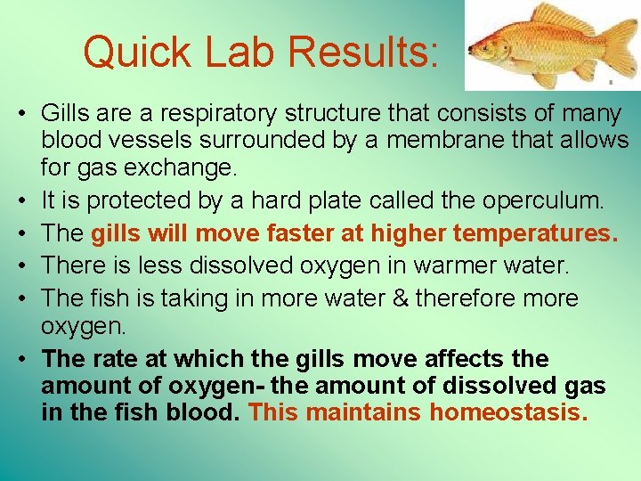 Quick Lab Results: • Gills are a respiratory structure that consists of many blood