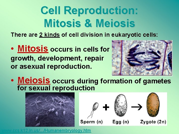 Cell Reproduction: Mitosis & Meiosis There are 2 kinds of cell division in eukaryotic