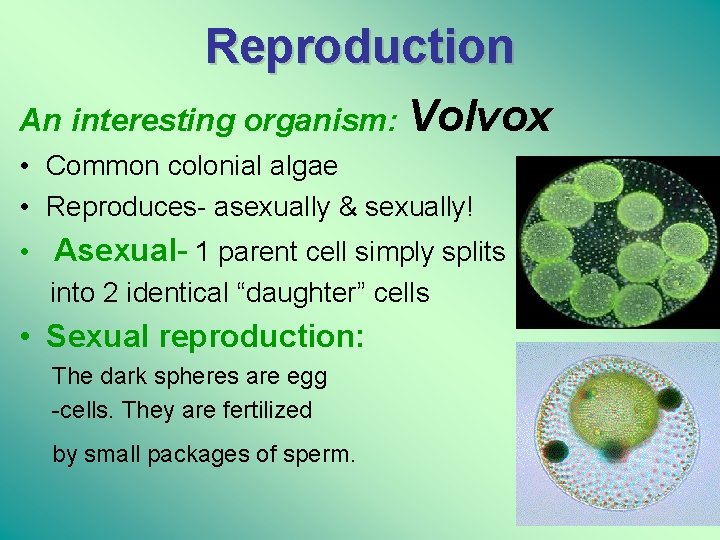 Reproduction An interesting organism: Volvox • Common colonial algae • Reproduces- asexually & sexually!
