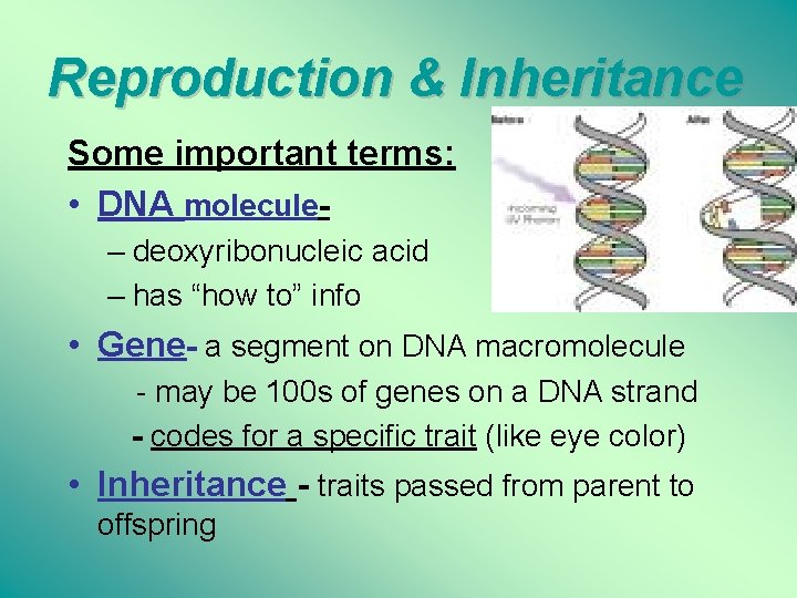 Reproduction & Inheritance Some important terms: • DNA molecule– deoxyribonucleic acid – has “how