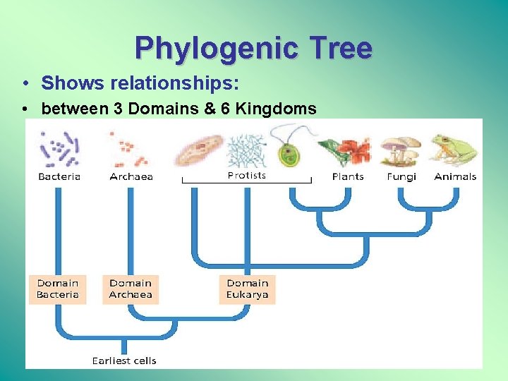 Phylogenic Tree • Shows relationships: • between 3 Domains & 6 Kingdoms 