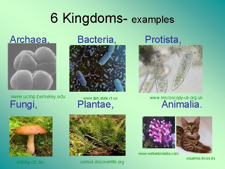 6 Kingdoms- examples Archaea, www. ucmp. berkeley. edu Fungi, Bacteria, www. dph. state. ct.