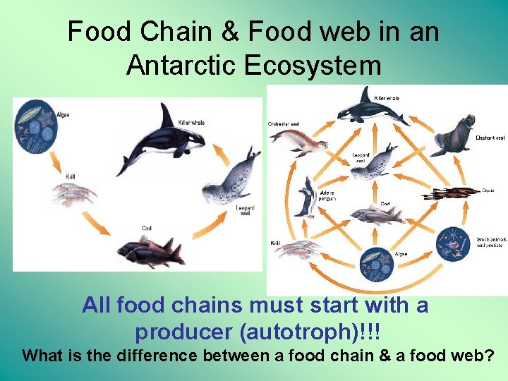 Food Chain & Food web in an Antarctic Ecosystem All food chains must start