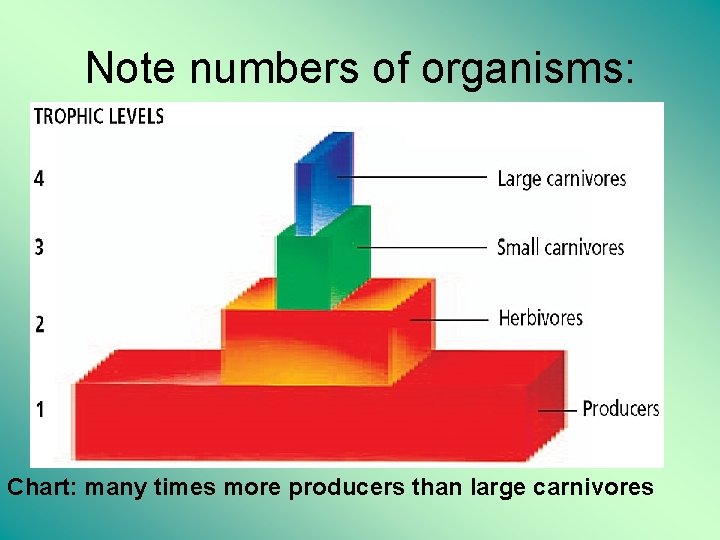 Note numbers of organisms: Chart: many times more producers than large carnivores 