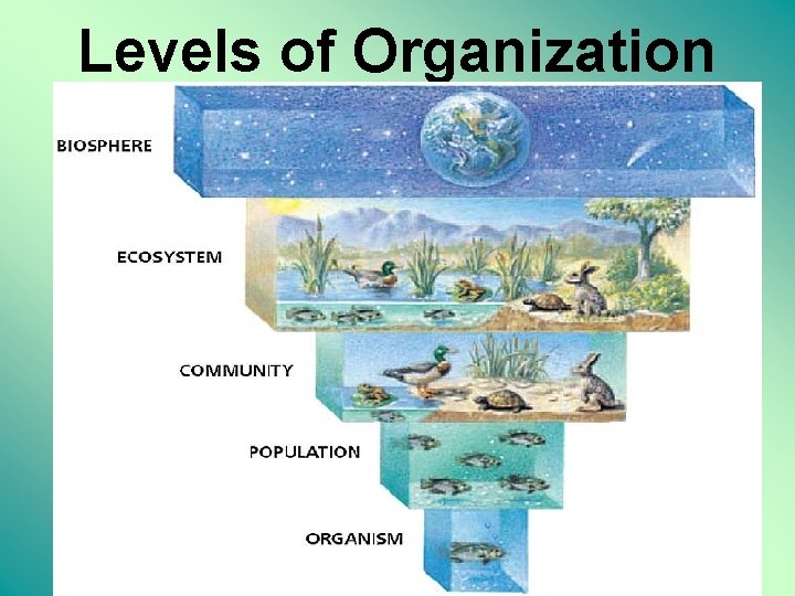 Levels of Organization 