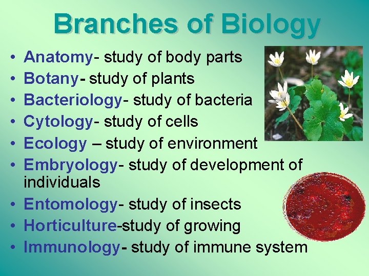 Branches of Biology • • • Anatomy- study of body parts Botany- study of