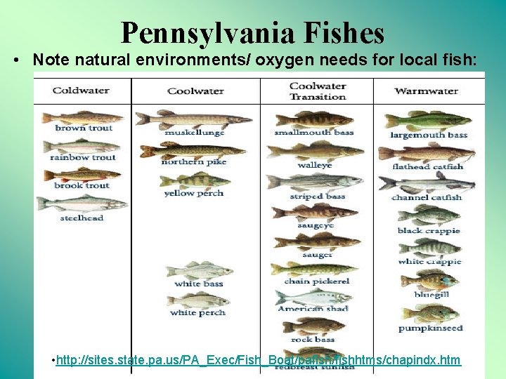 Pennsylvania Fishes • Note natural environments/ oxygen needs for local fish: • http: //sites.