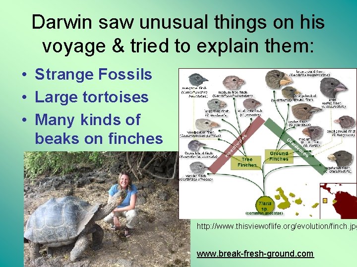 Darwin saw unusual things on his voyage & tried to explain them: • Strange