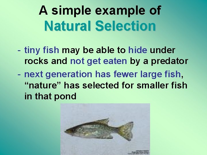 A simple example of Natural Selection - tiny fish may be able to hide