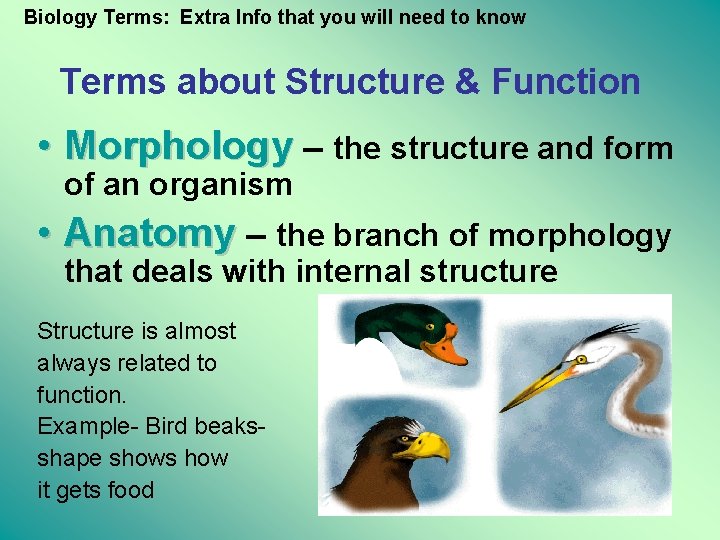 Biology Terms: Extra Info that you will need to know Terms about Structure &