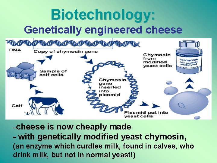 Biotechnology: Genetically engineered cheese –cheese is now cheaply made - with genetically modified yeast