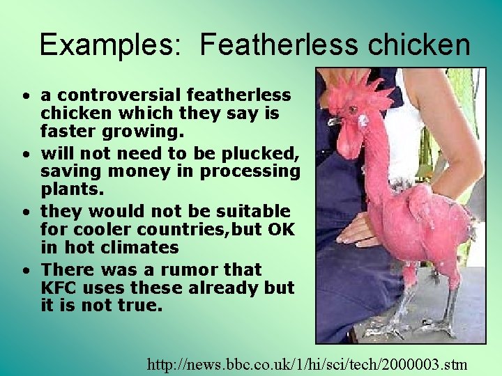 Examples: Featherless chicken • a controversial featherless chicken which they say is faster growing.