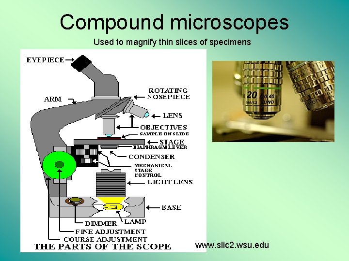 Compound microscopes Used to magnify thin slices of specimens www. slic 2. wsu. edu