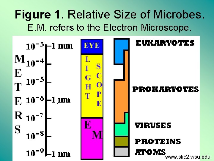 Figure 1. Relative Size of Microbes. E. M. refers to the Electron Microscope. www.