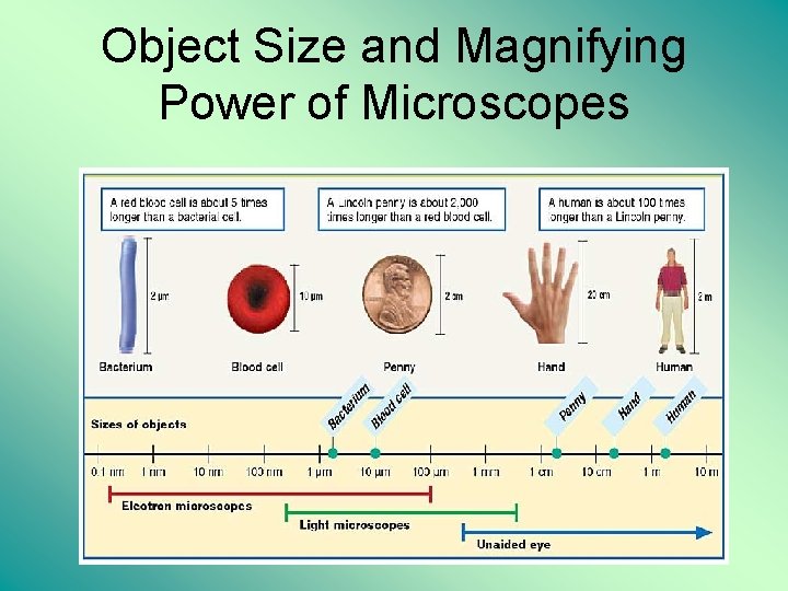 Object Size and Magnifying Power of Microscopes 