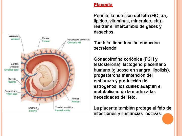 Placenta Permite la nutrición del feto (HC, aa, lípidos, vitaminas, minerales, etc), realizar el