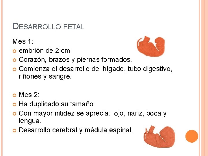 DESARROLLO FETAL Mes 1: embrión de 2 cm Corazón, brazos y piernas formados. Comienza