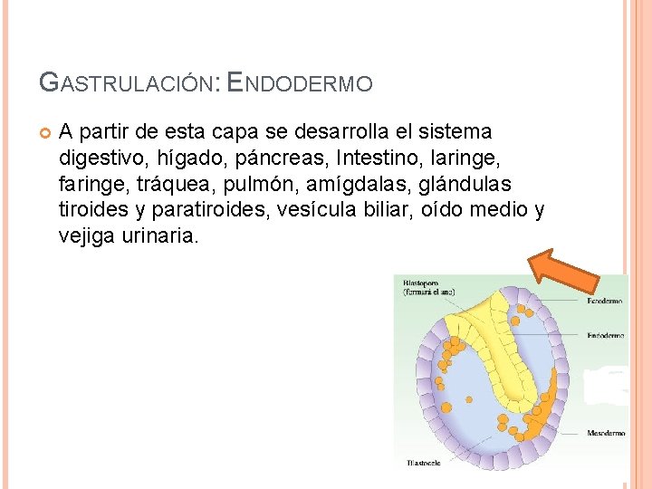 GASTRULACIÓN: ENDODERMO A partir de esta capa se desarrolla el sistema digestivo, hígado, páncreas,