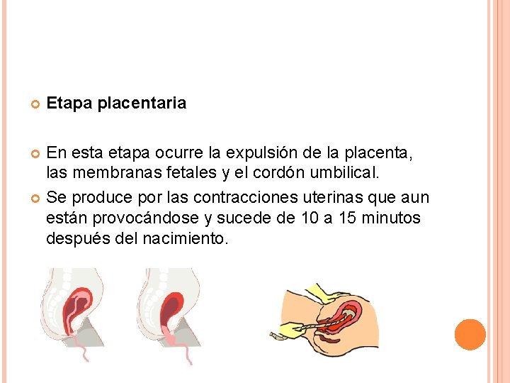  Etapa placentaria En esta etapa ocurre la expulsión de la placenta, las membranas