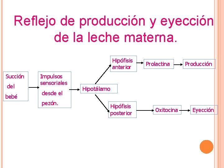 Reflejo de producción y eyección de la leche materna. Hipófisis anterior Succión del bebé