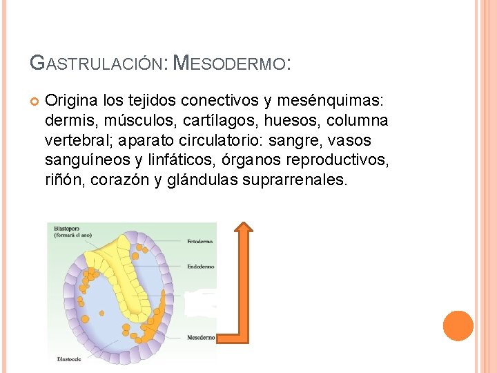 GASTRULACIÓN: MESODERMO: Origina los tejidos conectivos y mesénquimas: dermis, músculos, cartílagos, huesos, columna vertebral;