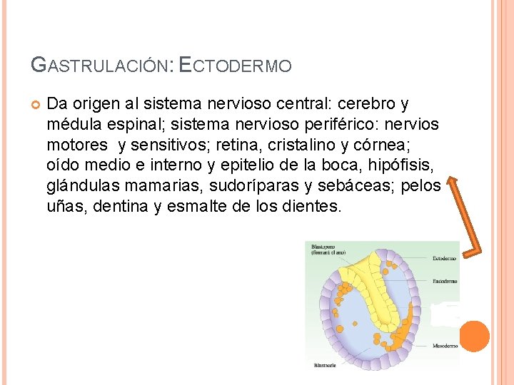 GASTRULACIÓN: ECTODERMO Da origen al sistema nervioso central: cerebro y médula espinal; sistema nervioso