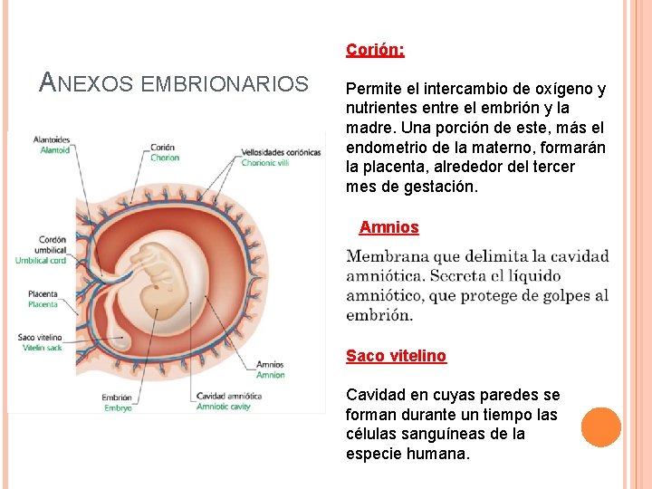Corión: ANEXOS EMBRIONARIOS Permite el intercambio de oxígeno y nutrientes entre el embrión y
