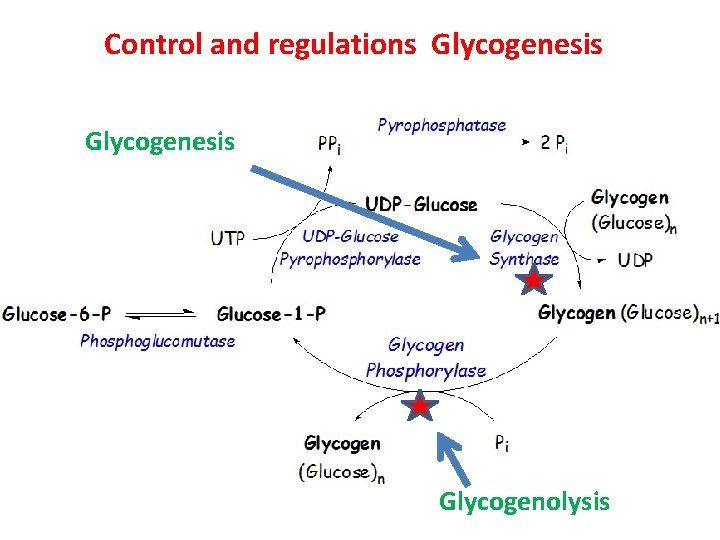 Control and regulations Glycogenesis Glycogenolysis 