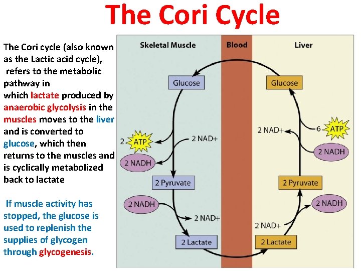 The Cori Cycle The Cori cycle (also known as the Lactic acid cycle), refers