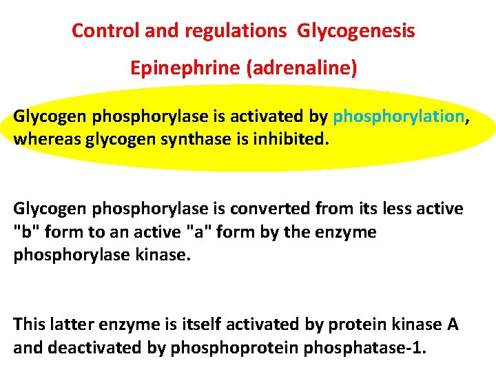 Control and regulations Glycogenesis Epinephrine (adrenaline) Glycogen phosphorylase is activated by phosphorylation, whereas glycogen