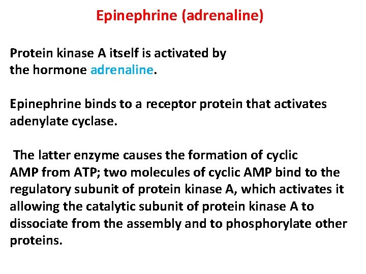 Epinephrine (adrenaline) Protein kinase A itself is activated by the hormone adrenaline. Epinephrine binds