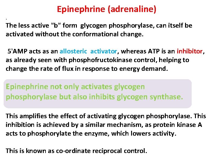 . Epinephrine (adrenaline) The less active "b" form glycogen phosphorylase, can itself be activated