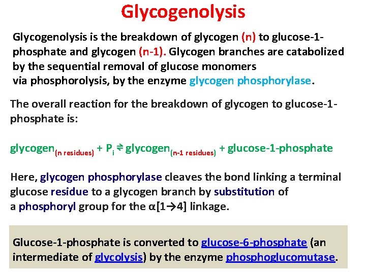 Glycogenolysis is the breakdown of glycogen (n) to glucose‐ 1‐ phosphate and glycogen (n‐