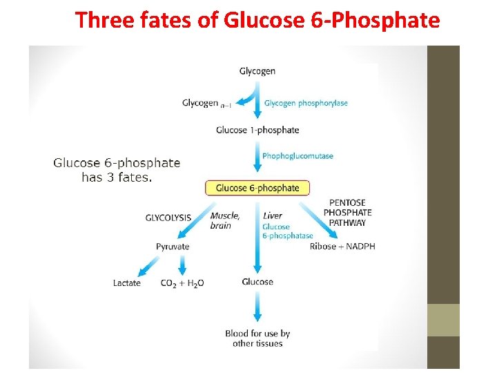Three fates of Glucose 6‐Phosphate 