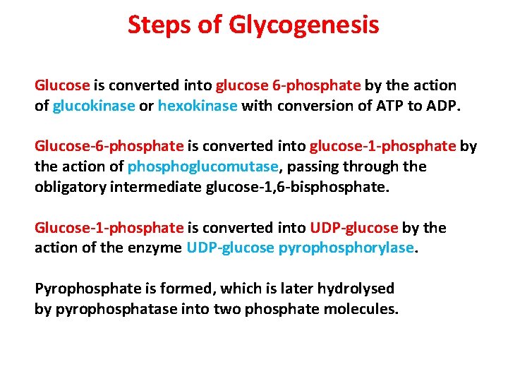Steps of Glycogenesis Glucose is converted into glucose 6‐phosphate by the action of glucokinase