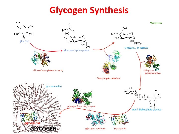 Glycogen Synthesis 