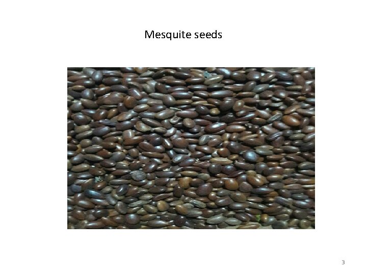 Mesquite seeds 3 