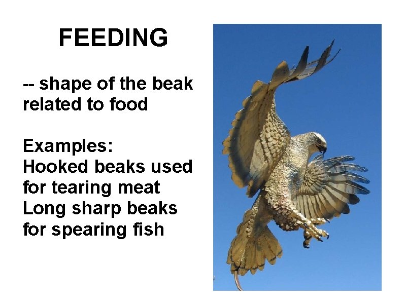 FEEDING -- shape of the beak related to food Examples: Hooked beaks used for