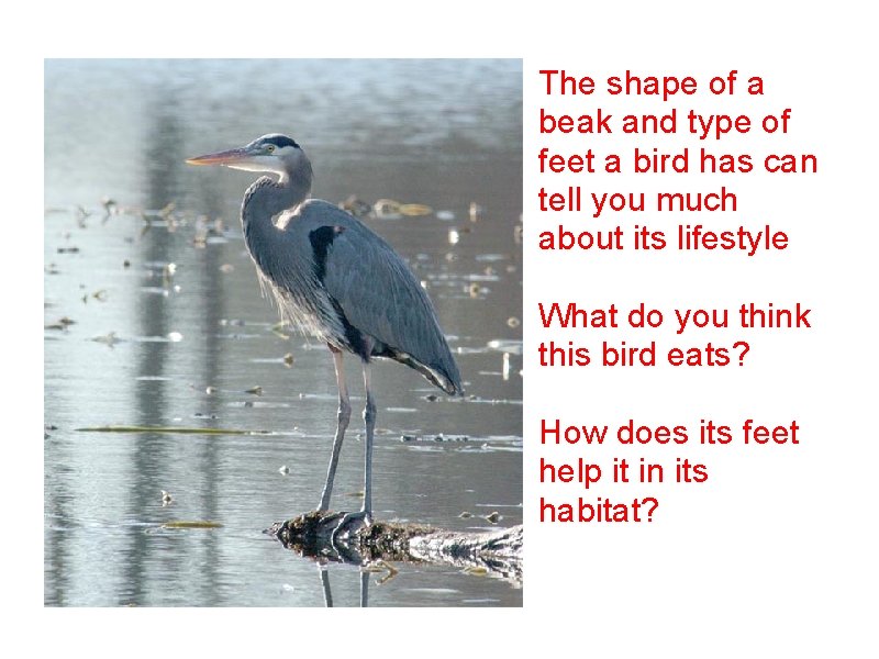 The shape of a beak and type of feet a bird has can tell