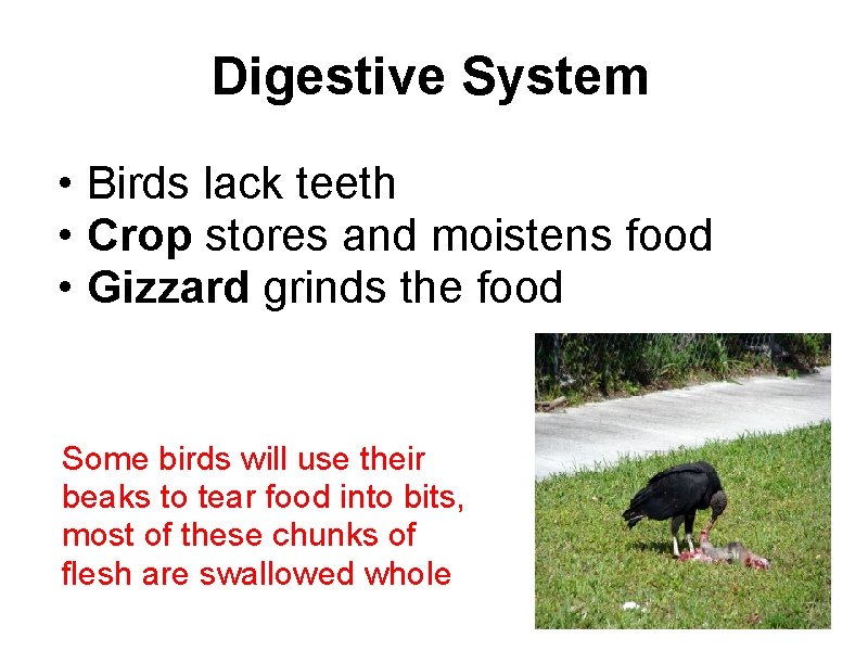 Digestive System • Birds lack teeth • Crop stores and moistens food • Gizzard