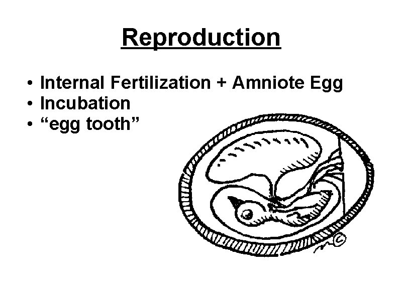 Reproduction • Internal Fertilization + Amniote Egg • Incubation • “egg tooth” 