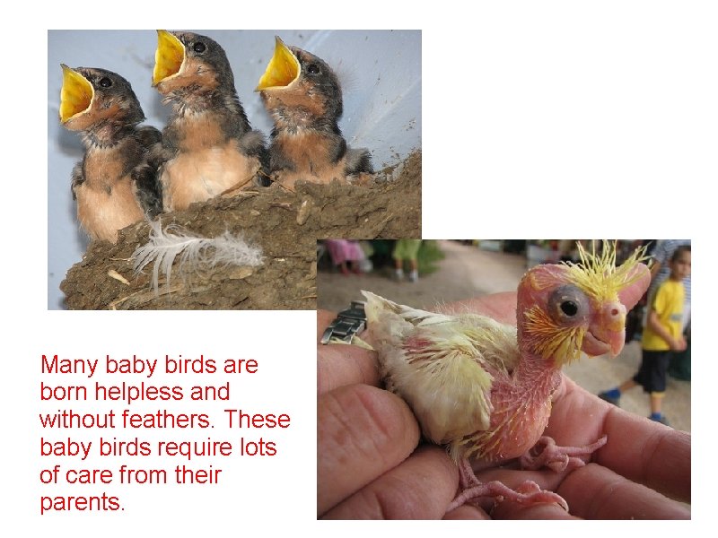 Many baby birds are born helpless and without feathers. These baby birds require lots