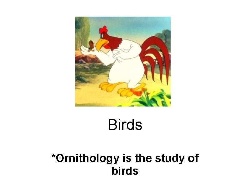 Birds *Ornithology is the study of birds 